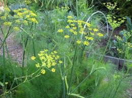 Foeniculum vulgare